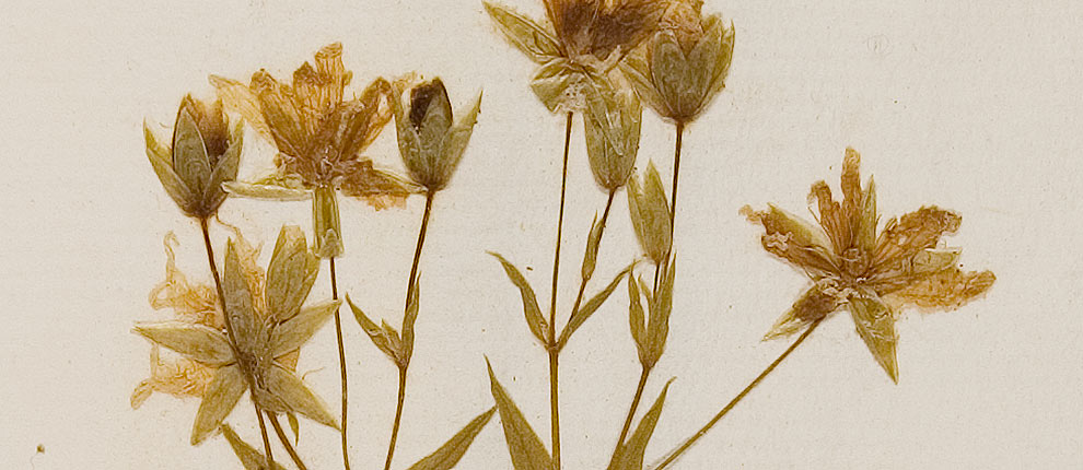 Große Sternmiere, Echte Sternmiere,  	Gramen leucanthemum aus einem Herbarium