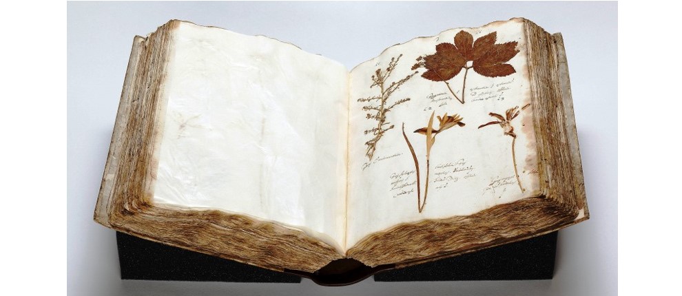 Das Brixner Herbarium geht auf das Jahr 1653 zurück und enthält 950 gepresste Pflanzen, welche alle aus dem berühmten botanischen Garten von Padua stammen.