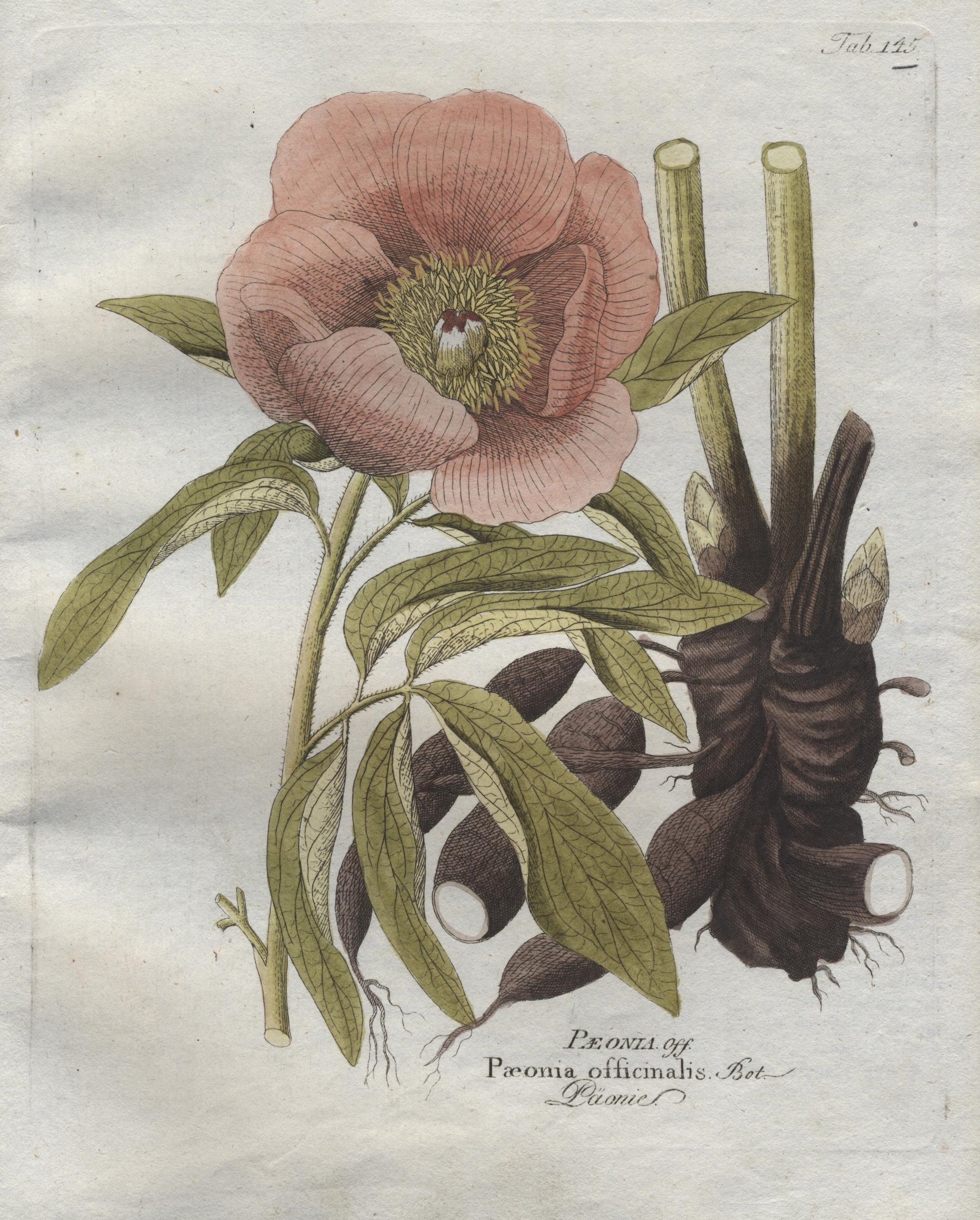 Paeonia officinalis