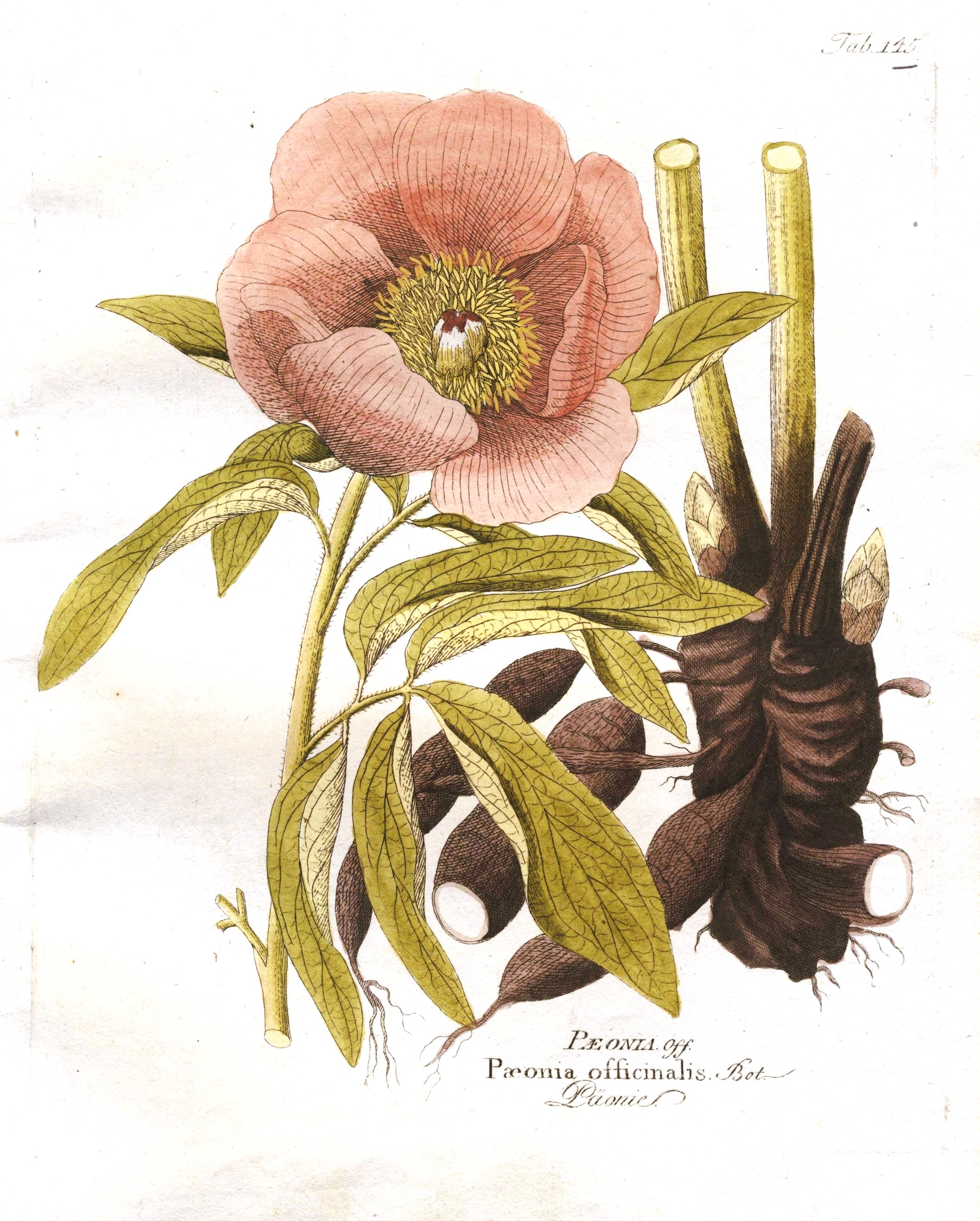 Paeonia officinalis - Pfingstrose